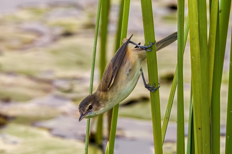 Pixie Ponds